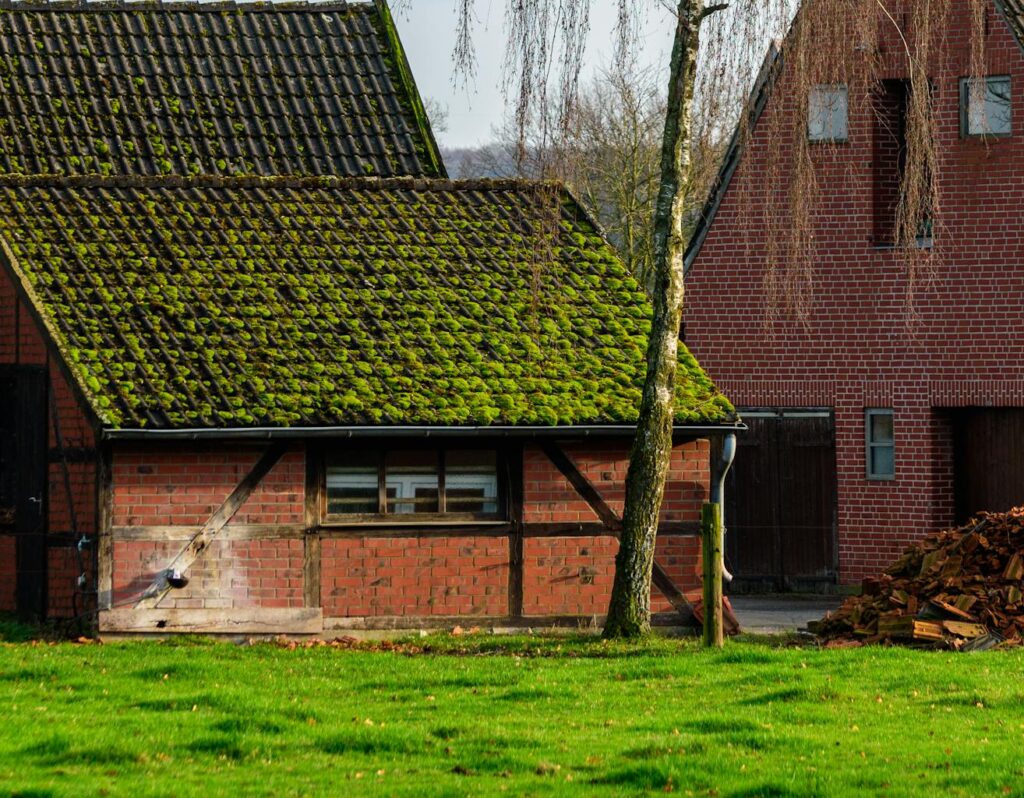 Serene view of countryside barns with a birch tree in the foreground.